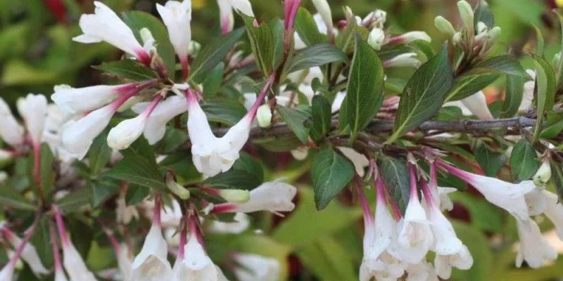 WEIGELIA 'Ebony and Ivory' - Weigéla, Weigélie fleurie