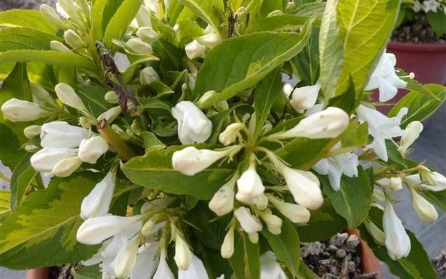WEIGELIA 'Milk And Honey' - Weigélia 'Milk And Honey'