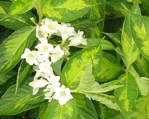 WEIGELIA 'Milk And Honey' - Weigélia 'Milk And Honey'