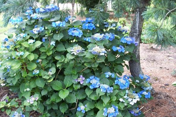 HYDRANGEA macrophylla 'Blue Tilt' - Hortensia à fleurs bleues 'Blue Tilt'