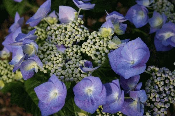 HYDRANGEA macrophylla 'Blue Tilt' - Hortensia