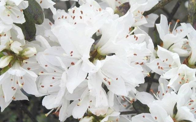 AZALEE japonaise 'Blanche' - Azalée du Japon 'Blanche'