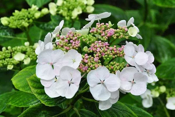 HYDRANGEA macrophylla 'Libelle' - Hortensia à grandes fleurs blanches 'Libelle'