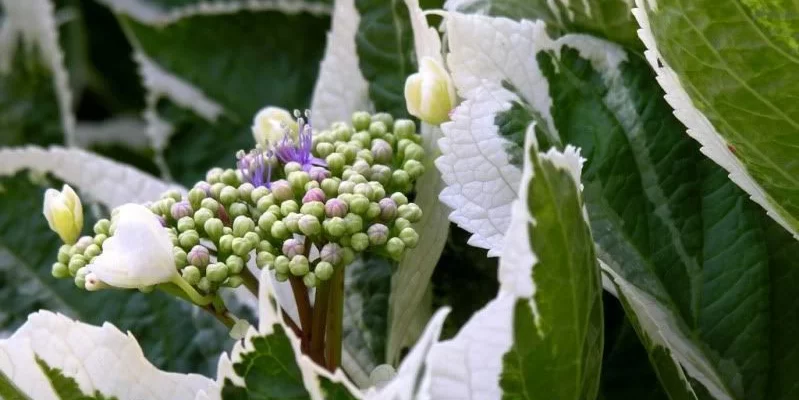 HYDRANGEA macrophylla 'Tricolor' - Hortensia