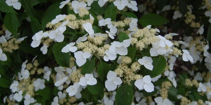 HYDRANGEA macrophylla 'White wave' - Hortensia à fleurs plates blanches 'White Wave'