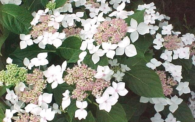 HYDRANGEA macrophylla 'White wave' - Hortensia à fleurs plates blanches 'White Wave'