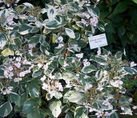 HYDRANGEA macrophylla 'White wave' - Hortensia à fleurs plates blanches 'White Wave'
