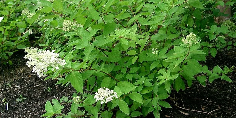 HYDRANGEA paniculata 'Grandiflora' - Hortensia paniculé