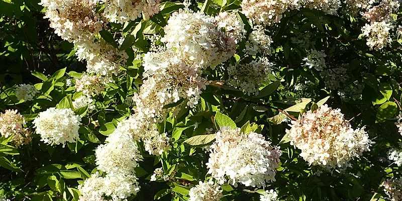 HYDRANGEA paniculata 'Grandiflora' - Hortensia paniculé