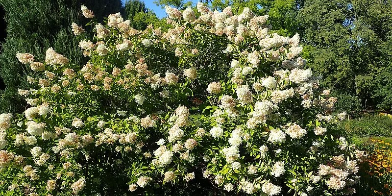 HYDRANGEA paniculata 'Grandiflora' - Hortensia paniculé