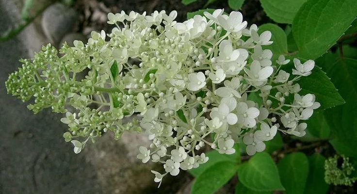 HYDRANGEA paniculata 'Grandiflora' - Hortensia paniculé