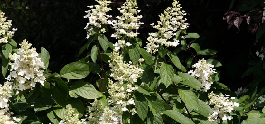 HYDRANGEA paniculata 'Kyushu' - Hortensia paniculé