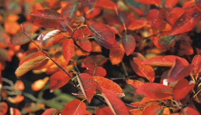 AMELANCHIER lamarckii 'Canadensis' - Amélanchier du canada