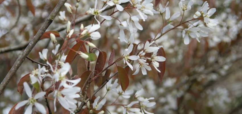 AMELANCHIER lamarckii 'Canadensis' - Amélanchier du canada