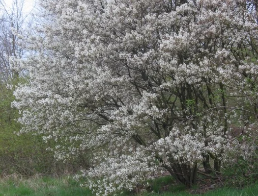 AMELANCHIER lamarckii 'Canadensis' - Amélanchier du canada