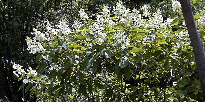 HYDRANGEA paniculata 'Tardiva' - Hortensia paniculé