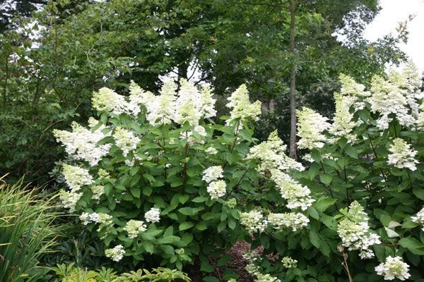 HYDRANGEA paniculata 'Unique' - Hortensia paniculé