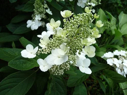 HYDRANGEA paniculata 'Unique' - Hortensia paniculé