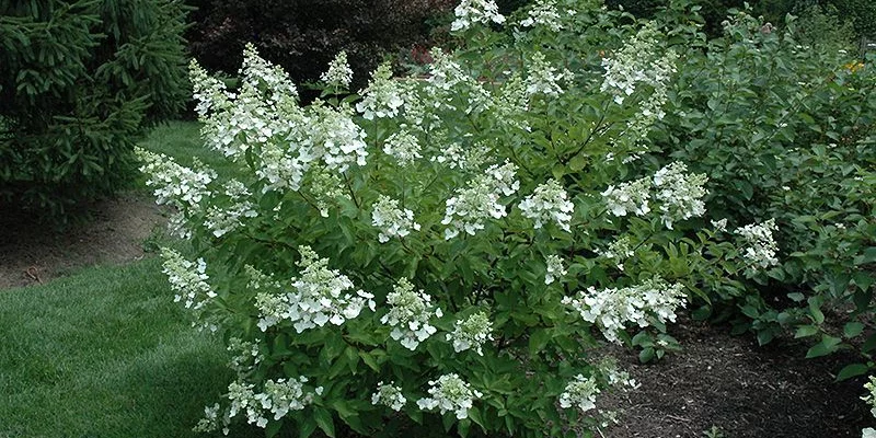 HYDRANGEA paniculata 'Unique' - Hortensia paniculé