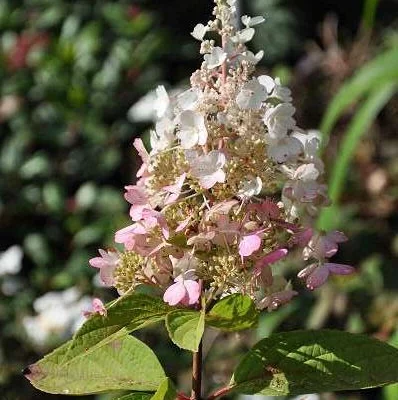 HYDRANGEA paniculata 'Pinky Winky' - Hortensia paniculé