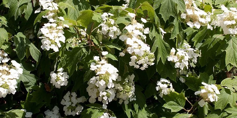 HYDRANGEA quercifolia - Hortensia à feuilles de chêne