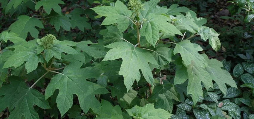 HYDRANGEA quercifolia - Hortensia à feuilles de chêne