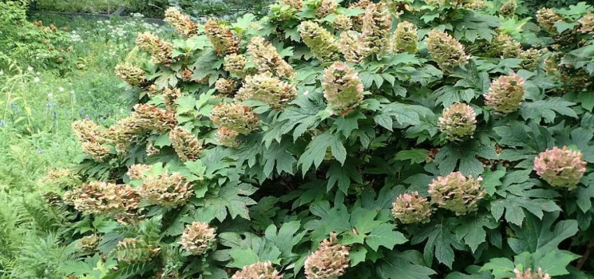 HYDRANGEA quercifolia - Hortensia à feuilles de chêne