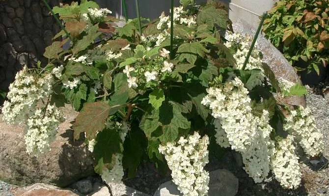 HYDRANGEA quercifolia - Hortensia à feuilles de chêne