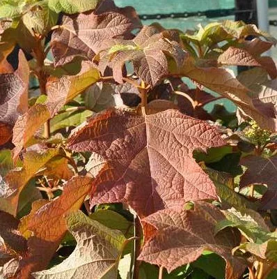 HYDRANGEA quercifolia - Hortensia à feuilles de chêne