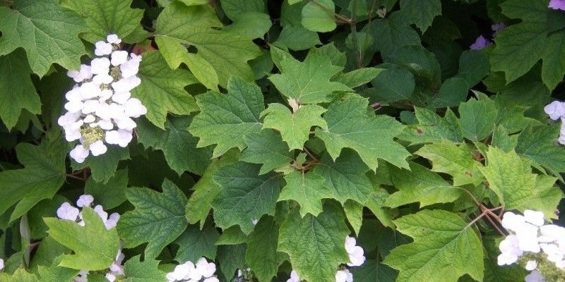 HYDRANGEA quercifolia - Hortensia à feuilles de chêne
