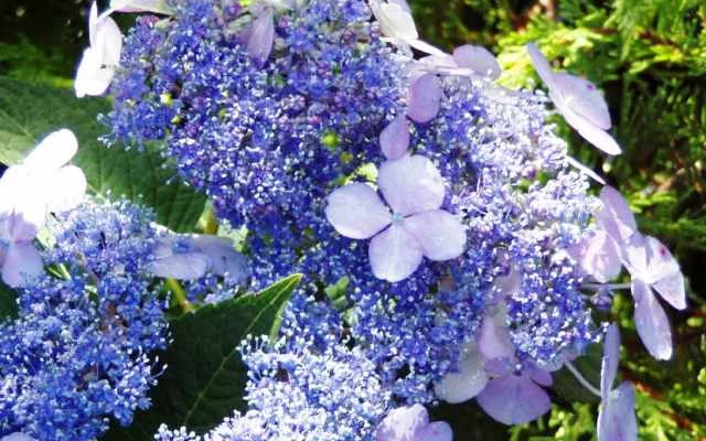 HYDRANGEA serrata 'Blue Bird' - Hortensia