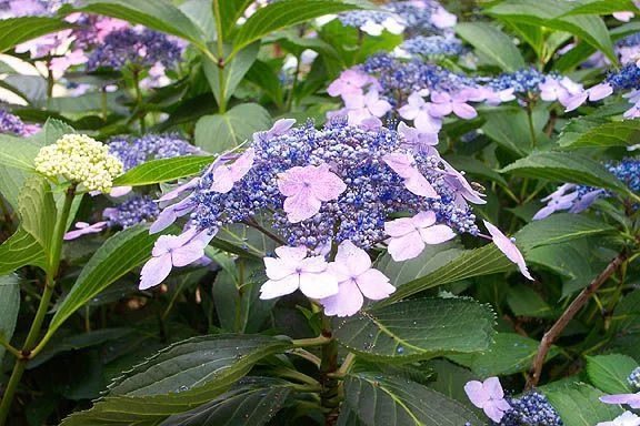 HYDRANGEA serrata 'Blue Bird' - Hortensia