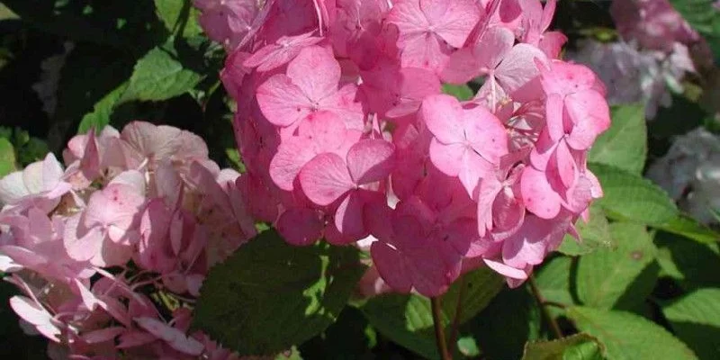 HYDRANGEA serrata 'Preziosa' - Hortensia serrata