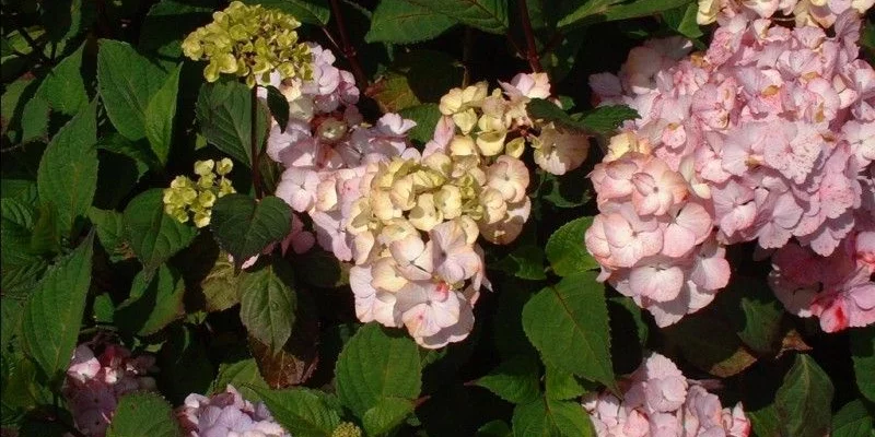 HYDRANGEA serrata 'Preziosa' - Hortensia serrata