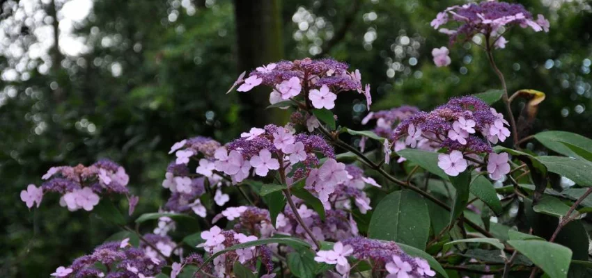 HYDRANGEA villosa - Hortensia villosa