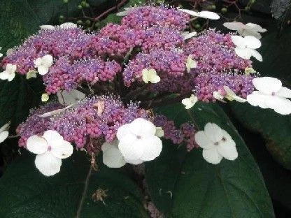 HYDRANGEA villosa - Hortensia villosa