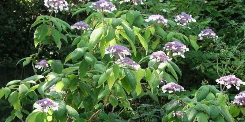 HYDRANGEA villosa - Hortensia villosa