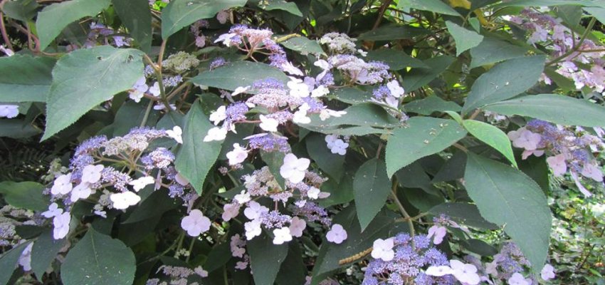 HYDRANGEA villosa - Hortensia villosa