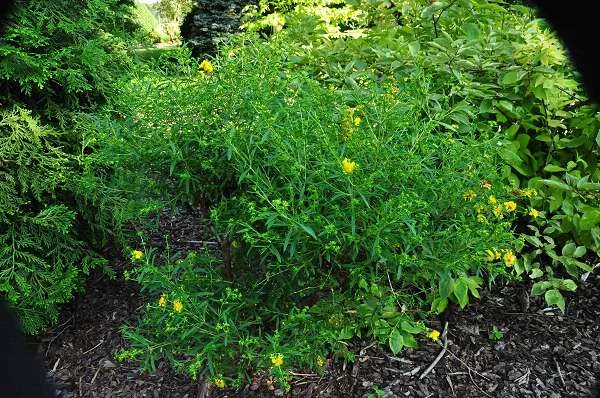 HYPERICUM  'Buttercup' - Millepertuis 'Buttercup'