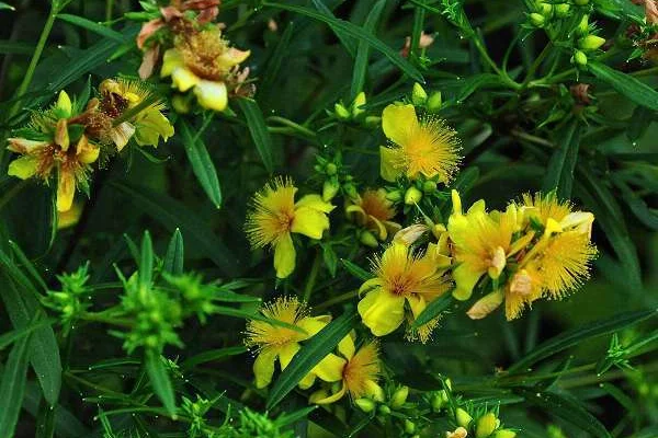 HYPERICUM  'Buttercup' - Millepertuis 'Buttercup'