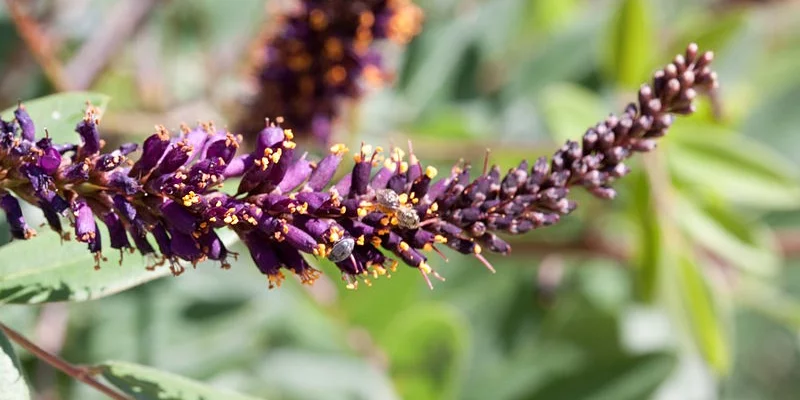 AMORPHA canescens - Faux indigo