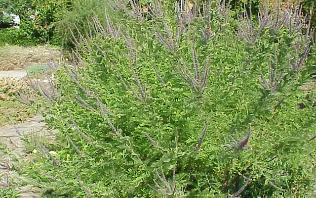 AMORPHA canescens - Faux indigo