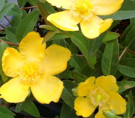 HYPERICUM dummeri 'Peter Dummer' - Millepertuis 'Peter Dummer'