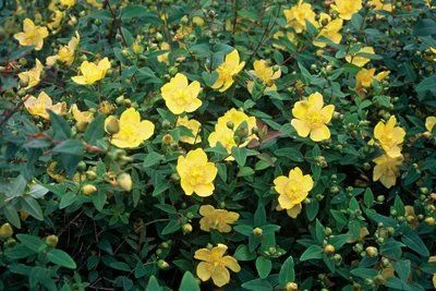 HYPERICUM dummeri 'Peter Dummer' - Millepertuis 'Peter Dummer'