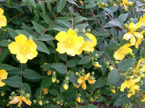 HYPERICUM dummeri 'Peter Dummer' - Millepertuis 'Peter Dummer'