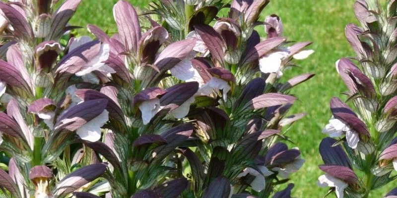 ACANTHUS hungaricus 'White Lips' - Acanthe de Hongrie