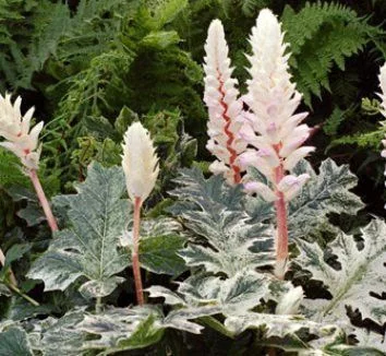 ACANTHUS 'WhiteWater'® - Acanthe