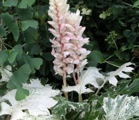 ACANTHUS 'WhiteWater'® - Acanthe