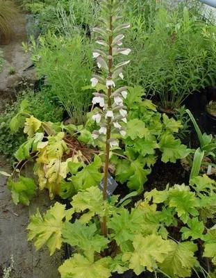 ACANTHUS mollis 'Hollard's Gold' - Acanthe à feuilles molles 'Hollard's Gold'