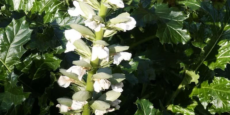 ACANTHUS mollis 'Jeff Albus' - Acanthe à feuilles molles 'Jeff Albus'